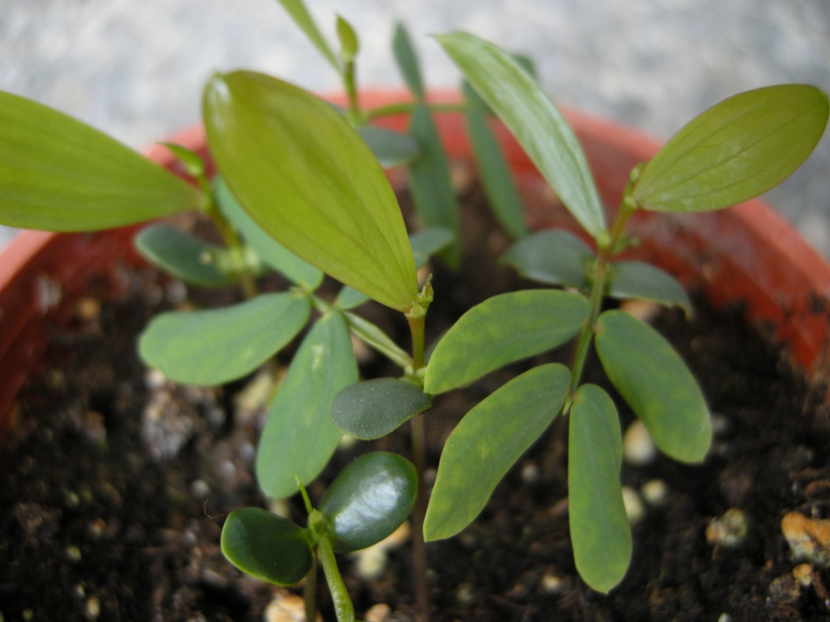 相思樹相思樹只有在剛發芽時的第一片葉是羽狀葉之後的葉子都是鐮刀形假葉