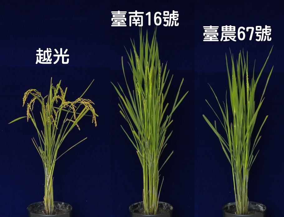 水稻臺南16號(中)與越光(左)及臺灣栽培品種臺農67號(右)抽穗期比較