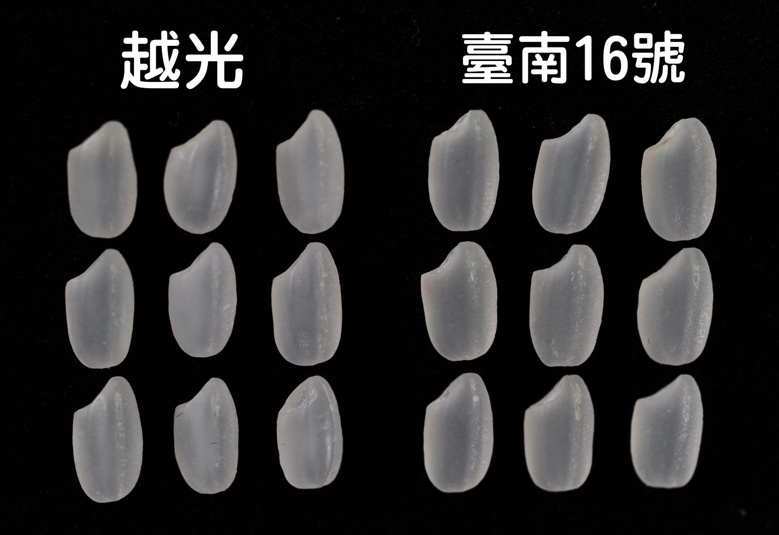 水稻臺南16號的白米外觀晶瑩剔透(右)，承襲越光(左)優良品質
