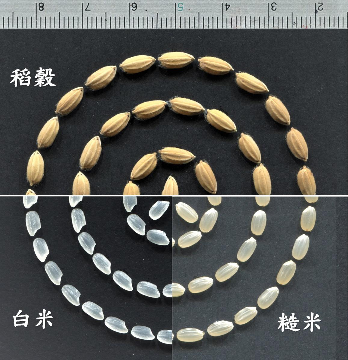 臺南19號的稻穀、糙米及白米性狀(圖片上方尺規單位為公分)