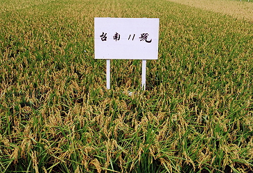 Paddy rice Tainan # 11 