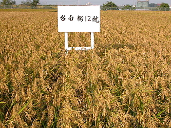 Paddy rice Tainan # 12 