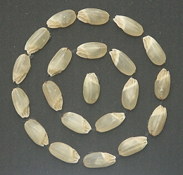 Brown rice Tainan # 15 has giant embryo 