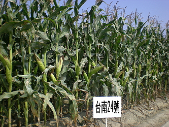 Feed corn Taina #24