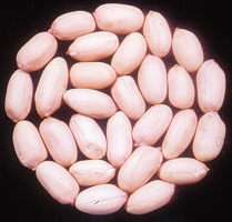 Peanut Tainan #14
