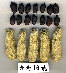 Peanut Tainan #16