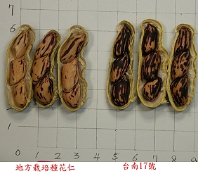 Peanut Tainan #17