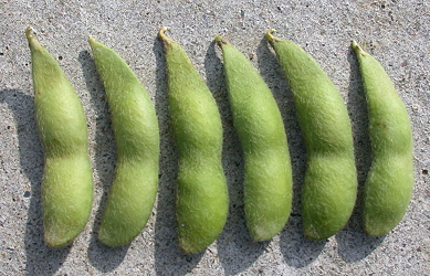 Vegetable soybean Tainan #2