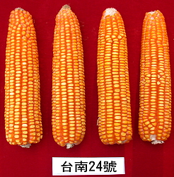 Feed corn Taina #24