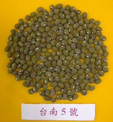Mungbean Tainan #5