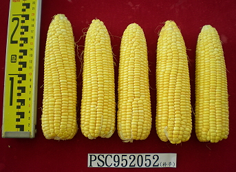 Super sweet corn Tainan #26