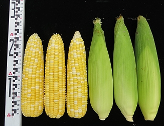 Yellow-shite bi-colors sweet corn Tainan #27