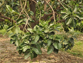 Pomelo shoot management to stabilize flowering rate and improve fruit quality