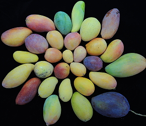 Mango variety collection and selection