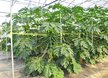 Protective model for papaya cultivation