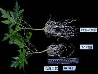 Dibbling tube is used to improve root growth of papaya