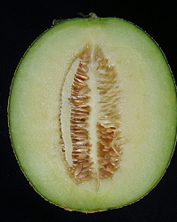 Muskmelon Tainan #12
