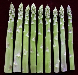 Asparagus Tainan #4