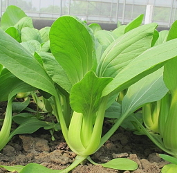 Pak-choi Tainan # 3 