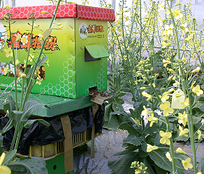 Cabbage seeds can be produced by CO2 treatment and releasing bees in the net house