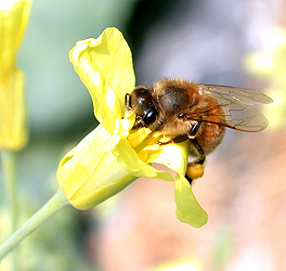 Cabbage seeds can be produced by CO2 treatment and releasing bees in the net house