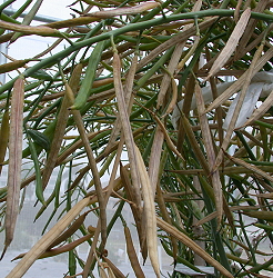 Cabbage seeds can be produced by CO2 treatment and releasing bees in the net house