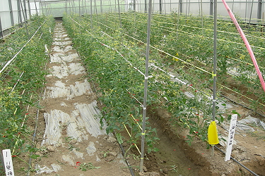 Fertigation techniques for cherry tomato can save fertilizer and water 