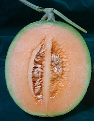 Muskmelon Tainan #11