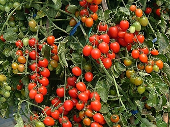 Cherry tomato Tainan ASVEG # 19 