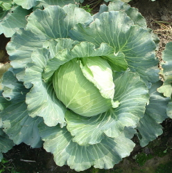 Cabbage Tainan # 2