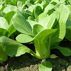Pak-choi Tainan # 2