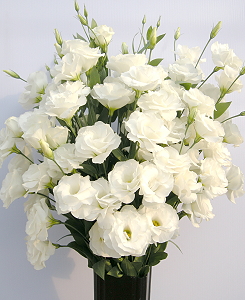 Eustoma Tainan #5