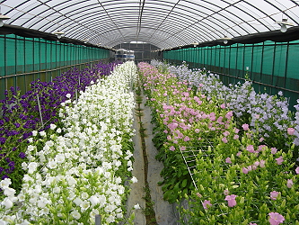 Experiment with Canterbury bells