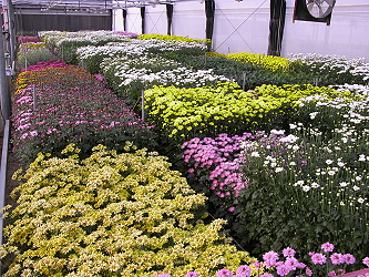 Testing of spray chrysanthemum under the summer vegetable/winter flower year-round production system.