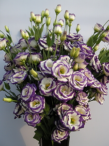 Eustoma Tainan #6