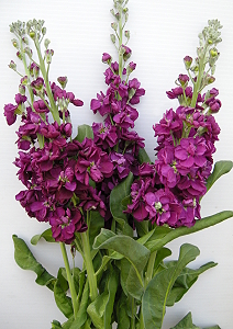 Matthiola Tainan #1