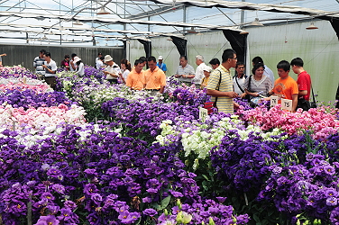 Field day for Eustoma breeding.
