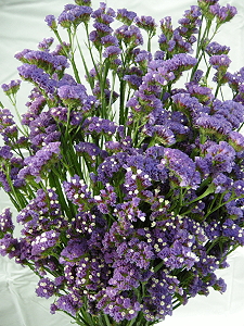 Limonium Tainan #1