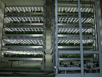Spike-forcing system combining high spatial efficiency in Phalaenopsis.