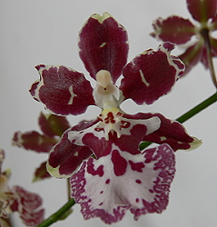 Oncidium Tainan # 1