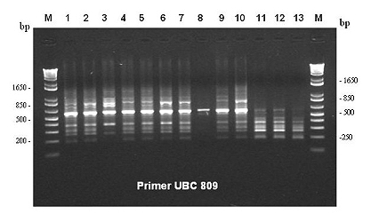 PCR technique used to identify variety 