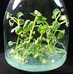 Potato cloned seedling 