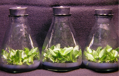Mass production technology for cloned Phalaenopsis