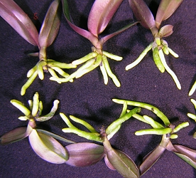 Mass production technology for cloned Phalaenopsis Mass production technology for cloned Phalaenopsis
