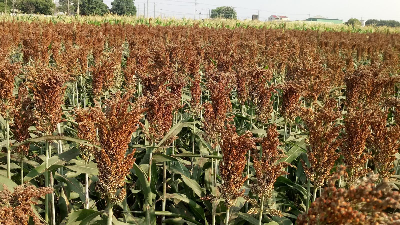 Sorghum Tainan No.8