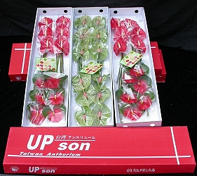 Anthurium exporting package