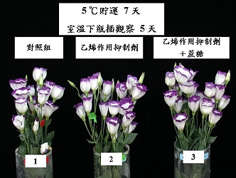 Postharvest treatment experiment on Eustoma