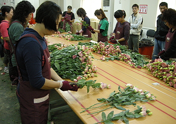 Advising Eutosma growers about best postharvest procedures for export.