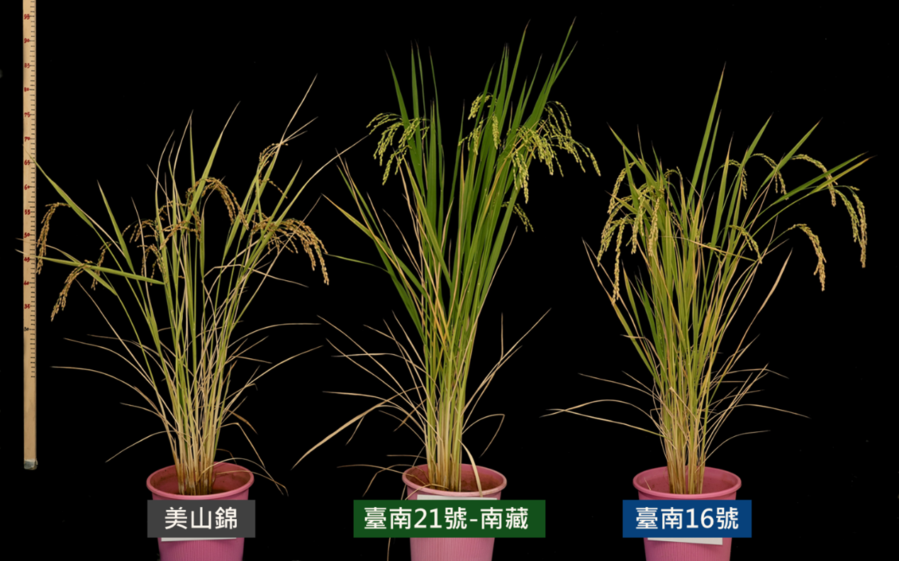 水稻臺南21號-南藏(中)與美山錦(左)及臺灣栽培品種臺南16號(右)之抽穗期比較。