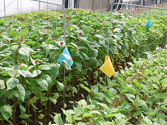 Color stick-board and sex pheromone are used to reduce pest damage Color stick-board and sex pheromone are used to reduce pest damage